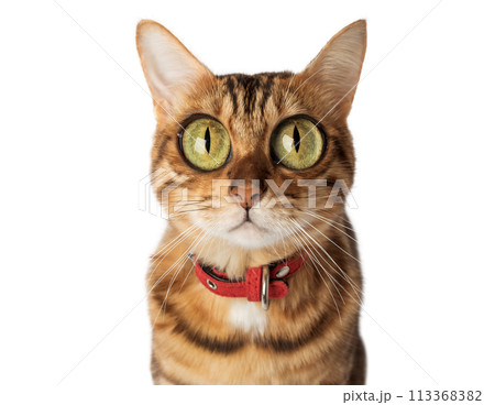 Funny cat with bulging big eyes on a white background. Funny cat with bulging big eyes on a white background. 113368382