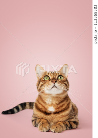 Portrait of a green-eyed Bengal cat on a white background. Portrait of a green-eyed Bengal cat on a white background. 113368383