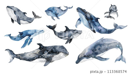 Ocean whales set. Isolated watercolor whale, underwater mammals. Sea animals, decorative elements for design, vector collection Ocean whales set. Isolated watercolor whale, underwater mammals. Sea animals, decorative elements for design, vector collection 113368574