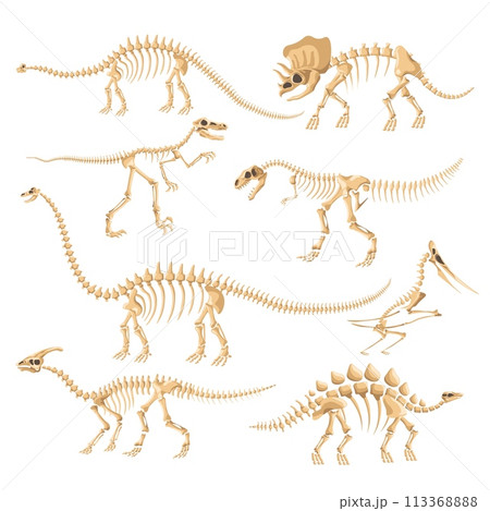 Dinosaur skeletons. Dinosaurs bone isolated skeleton, dino reptile evolution standing fossil artefact ancient animal brontosaurus diplodocus 113368888