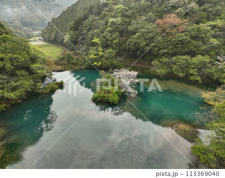 高知県中土佐町 山内ダム湖の浮島桜 高知県中土佐町 山内ダム湖の浮島桜 113369040