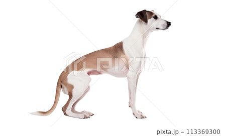 犬(ウィペット) 犬(ウィペット) 113369300