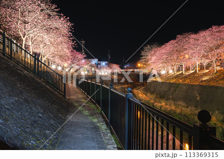 掛川市の掛川城周辺にある春のライトアップされた掛川桜(静岡県) 掛川市の掛川城周辺にある春のライトアップされた掛川桜(静岡県) 113369315