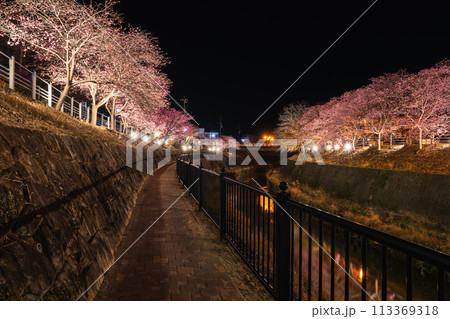 掛川城周辺にある春のライトアップされた掛川桜(静岡県) 113369318