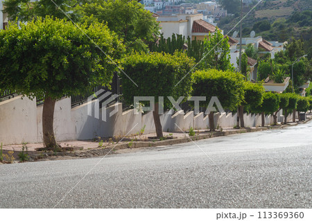 Landscaping of the street with trees with green crowns, cut in the shape of a square. Decoration, ennoblement of the suburbs 113369360