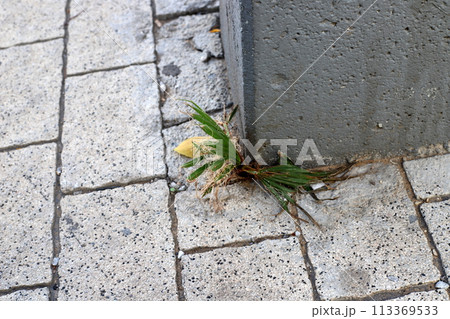 Green plants and flowers grow on the road and sidewalk. 113369533