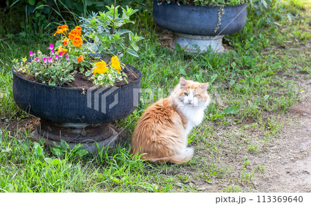 Red cat sits on green grass next to a flower bed 113369640