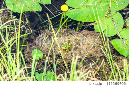 Green frog swimming among water plants Green frog swimming among water plants 113369706