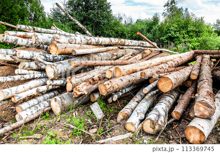 Trunks of birch and pines. Logs at a sawmill Trunks of birch and pines. Logs at a sawmill 113369745