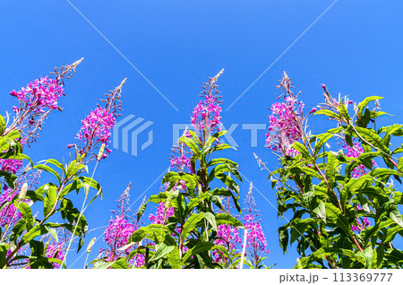 Purple alpine fireweed against a blue sky 113369777