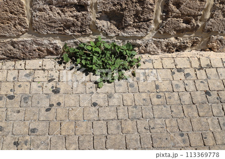 Green plants and flowers grow on the road and sidewalk. 113369778