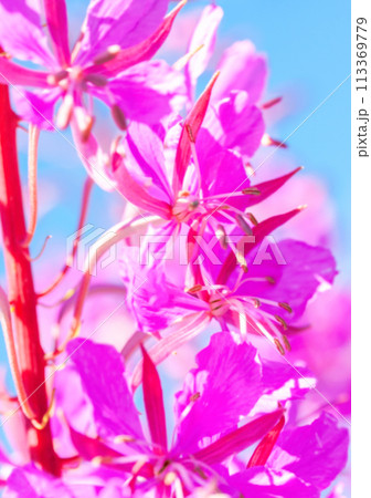 Soft blurred natural background of purple alpine fireweed 113369779
