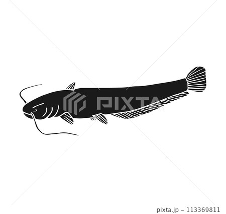 Vector hand drawn doodle sketch black catfish fish 113369811