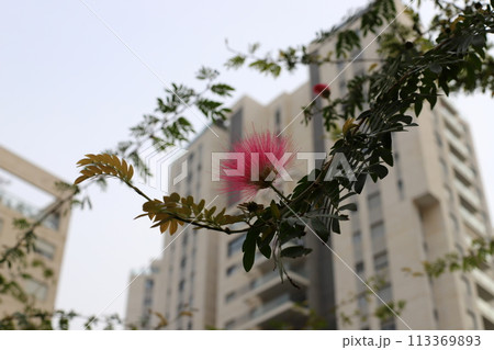 Tel Aviv city against the backdrop of tall green plants. 113369893