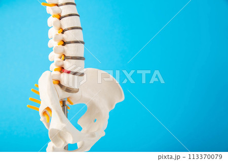 Mockup of the spine on a blue background. The concept of diseases and treatment of the spine in medicine. Back pain, sciatica, spinal fracture and injury. Copy space for text, spinal canal stenosis 113370079