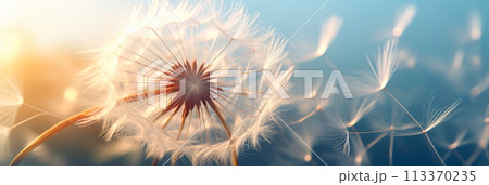 delicate dandelion seed head, showcasing the intricate parachute-like structure and textures of the seeds. Generative AI 113370235
