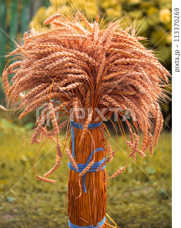 Detailed shot focusing on texture and color variations within a bundle of harvested wheatsheaf. 113370269