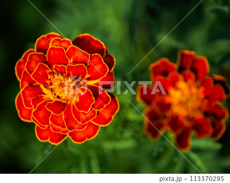 A vibrant marigold flower with rich red and orange hues is in full bloom, surrounded by its dark green, jagged leaves; it exudes a lively and refreshing mood suitable for spring or summer themes. A vibrant marigold flower with rich red and orange hues is in full bloom, surrounded by its dark green, jagged leaves; it exudes a lively and refreshing mood suitable for spring or summer themes. 113370295