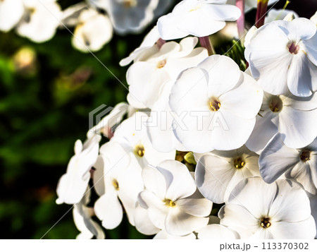 A close-up of vibrant white flowers with yellow centers, surrounded by green foliage; it exudes a fresh and peaceful ambiance, ideal for spring-themed content. A close-up of vibrant white flowers with yellow centers, surrounded by green foliage; it exudes a fresh and peaceful ambiance, ideal for spring-themed content. 113370302