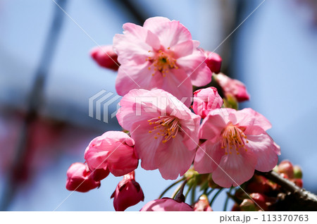 桜 緋寒桜 (ひかんざくら) 桜 緋寒桜 (ひかんざくら) 113370763