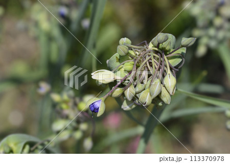 Ohio Spiderwort Ohio Spiderwort 113370978