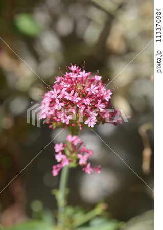 Red valerian 113370984
