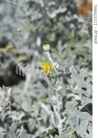 Silver ragwort 113370991