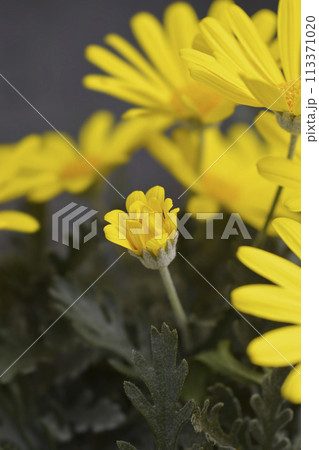 Gray-leaf eurypos 113371020