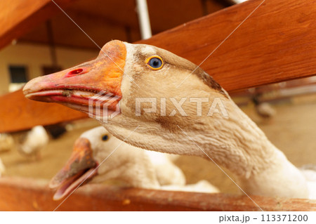 Curious Goose Peering Through Wooden Fence at a Farm Curious Goose Peering Through Wooden Fence at a Farm 113371200