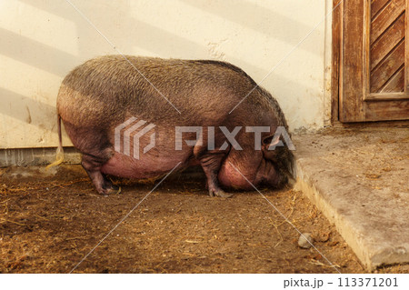 Pig are lounging atop a mound of hay in a farm setting. Selective focus 113371201