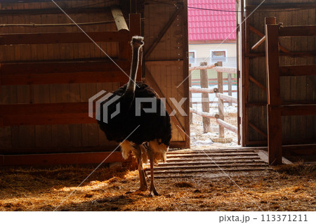 Ostriches standing in front of a building on an ostrich farm. Selective focus 113371211