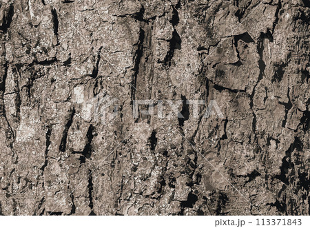 Vector illustration of Sycamore bark background. Acer pseudoplatanus L. Texture pattern for designers Vector illustration of Sycamore bark background. Acer pseudoplatanus L. Texture pattern for designers 113371843