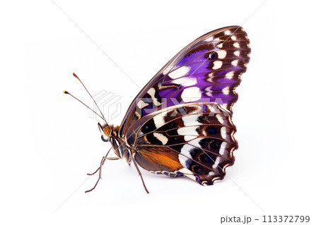 Beautiful Purple Emperor butterfly isolated on a white background. Side view 113372799
