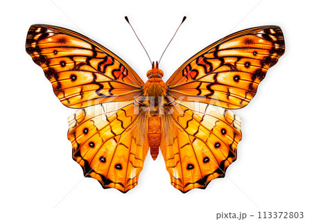Beautiful Diana Fritillary butterfly isolated on a white background with clipping path 113372803