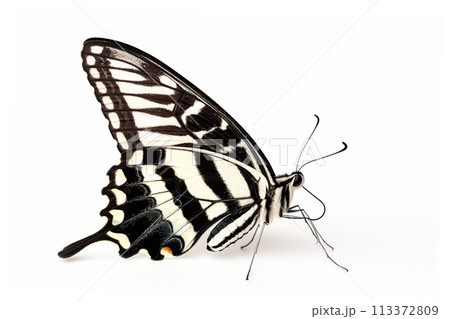 Beautiful Zebra Longwing butterfly isolated on a white background. Side view 113372809
