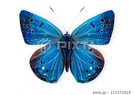 Beautiful Blue Morpho butterfly isolated on a white background with clipping path Beautiful Blue Morpho butterfly isolated on a white background with clipping path 113372818