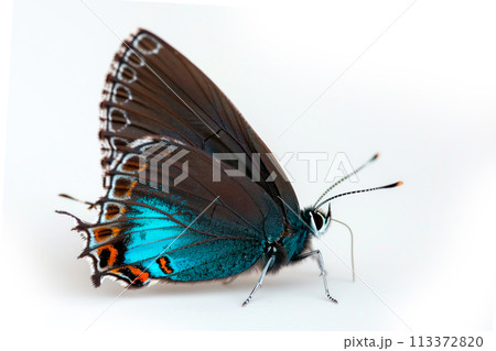Beautiful Great Purple Hairstreak butterfly isolated on a white background. Side view 113372820