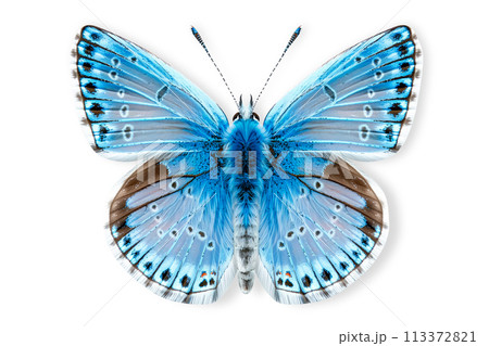 Beautiful Common Blue butterfly isolated on a white background with clipping path 113372821