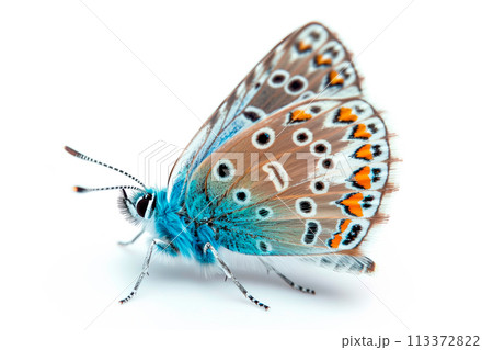Beautiful Common Blue butterfly isolated on a white background. Side view Beautiful Common Blue butterfly isolated on a white background. Side view 113372822