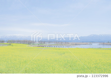 新潟 福島潟の菜の花畑 新潟 福島潟の菜の花畑 113372996