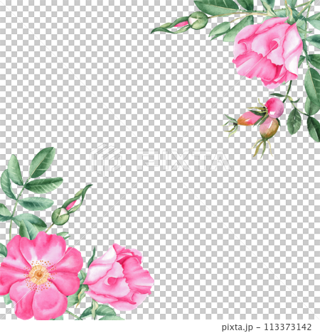 Dog rose square frame, border. Corner bouquet, compositions from flowers, leaves and berries isolated. Botanical hand drawn watercolor illustration isolated on white background. Can be used for cards 113373142