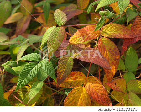 紅葉したクサイチゴの生態写真 紅葉したクサイチゴの生態写真 113373175
