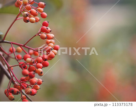 実が赤く熟したグロガネモチ 113373178