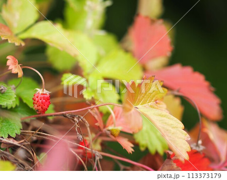 紅葉し始めたワイルドストロベリーの生態写真 紅葉し始めたワイルドストロベリーの生態写真 113373179