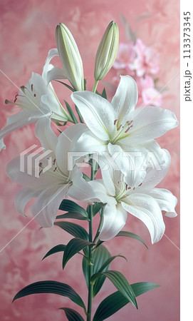 Blooming white lilies close-up on pink background, spring greeting card 113373345