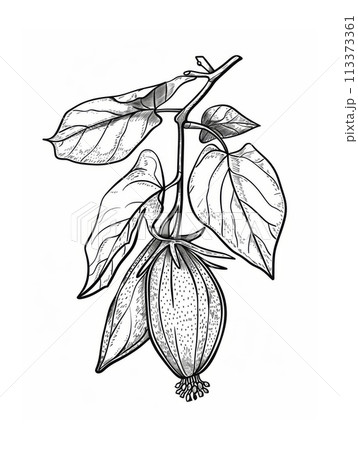 Detailed sketch of cocoa plant branch with leaves and fruits on white background 113373361