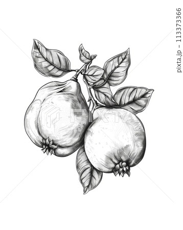 Black and white hand-drawn illustration of two hanging quinces with leaves. 113373366