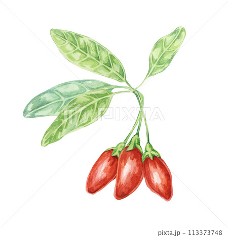 Goji berries on the branch with leaves in watercolor isolated on white background. Hand-drawn clipart of licium barbarum fruits, leaves. Design for printing, packaging, cards, posters 113373748