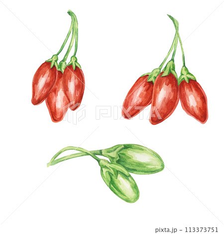 Set of goji berry elements in watercolor isolated on white background. Hand-drawn clipart of licium barbarum fruits fresh, ripe and green. Design for printing, packaging, cards, posters Set of goji berry elements in watercolor isolated on white background. Hand-drawn clipart of licium barbarum fruits fresh, ripe and green. Design for printing, packaging, cards, posters 113373751