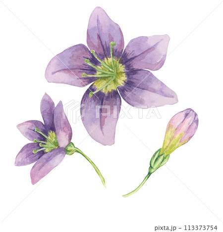 Set of goji berry flowers in watercolor isolated on white background. Hand-drawn clipart of licium barbarum f flowers buds and in full blossom. Design for printing, packaging, cards, posters Set of goji berry flowers in watercolor isolated on white background. Hand-drawn clipart of licium barbarum f flowers buds and in full blossom. Design for printing, packaging, cards, posters 113373754